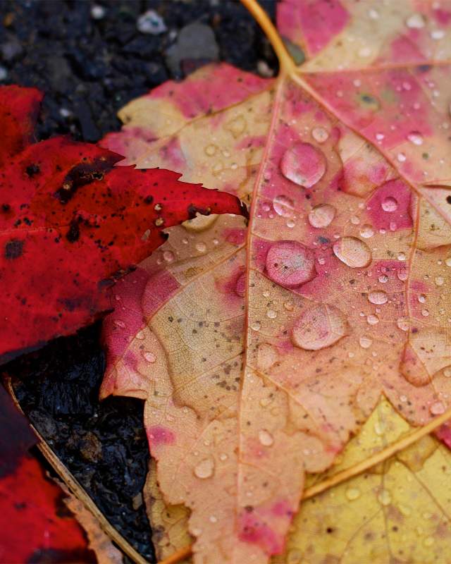 Fall Leaves