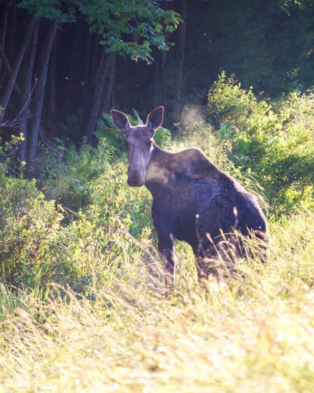 Maine Moose in Field