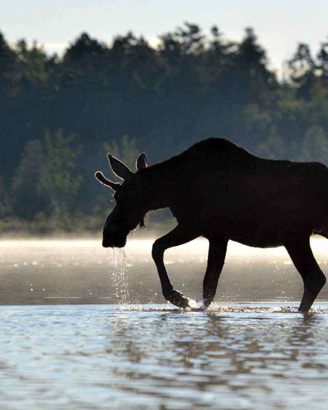 Moose Crossing First West Branch Pond