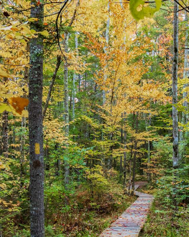 A Path Through A Forest In Maine